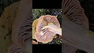 11a Honey mushroom mushroomforest nature fungi forest ediblemushrooms wildlife foraging [upl. by Nirb]