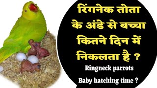 Ringneck tota ke Ande se bachha kitne din me nikalta hai  Ringneck parrots baby hatching time [upl. by Odnomor]