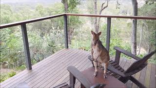 Our backyard Pademelon in Julatten Far North Queensland [upl. by Wurst4]