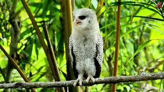 Owl behavior after being tamed [upl. by Dorey]