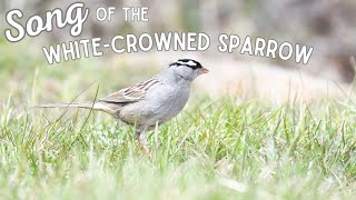 Song of the Whitecrowned Sparrow [upl. by Nylcoj]