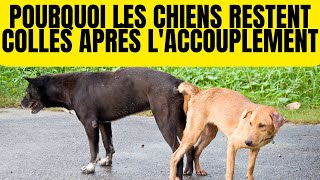 Pourquoi les Chiens Restent CoincésCollés Après L’accouplement  Noeud [upl. by Peta]