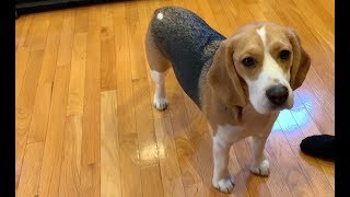 Three tips on how to train your beagle [upl. by Conte358]