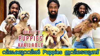 Quality Puppiesനെ ഇവിടെ നിന്നും വാങ്ങാംQuality Puppies are Available Labrador  Shihtzu  Lasapsos [upl. by Stuppy]