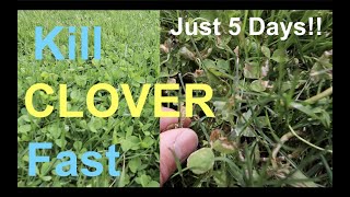 How to KILL CLOVER in your LAWN [upl. by Garvin]