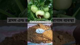 টমেটোর ব্লসম এন্ড রোট প্রতিরোধে আগাম ব্যবস্থা  Tomato blossom end rot disease prevention technique [upl. by Preiser573]