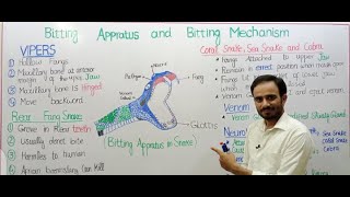 Snake bitting Appratus and bitting mechanism  sanp kese katte hain [upl. by Einahpehs]