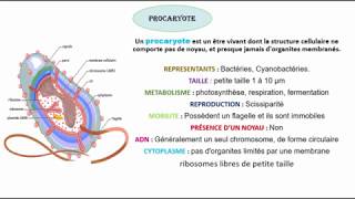 La différence entre la cellule Eucaryote et Procaryote [upl. by Durante]