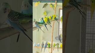 Budgies Bird🦜Ko Tulsi Ke Patte Kaise Dena Chahiye birds birdslover budgies shortsfeed shorts [upl. by Duffie885]