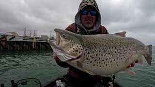 ICE IS GONE Big Brown Trout Jigging [upl. by Alphonsa]