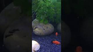 Platy and home raised mollys relief fishaquarium shortvideos fishbowl youtubeshorts [upl. by Kieffer780]