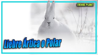 Liebre Polar Liebre del Ártico Lepus arcticus [upl. by Aneekal]