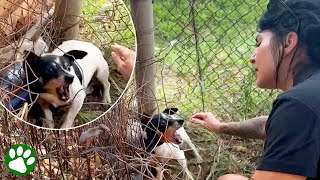 Verängstigter Hund verwandelt sich in den süßesten Kerl [upl. by Ylrebnik]