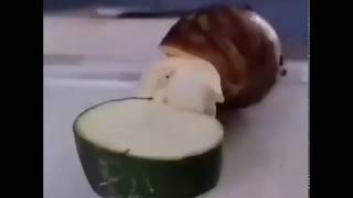 Jackson 5 snail speed eats the cucumber [upl. by Haimorej]