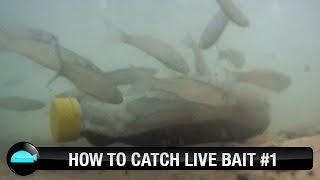 How To Catch Live Bait  We Flick Fishing Videos [upl. by Nivahb]