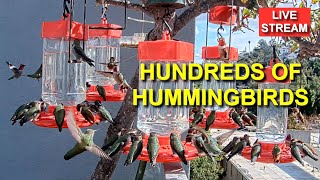 Live Hummingbird Feeder Cam Bird Feeder Simi Valley California [upl. by Regnij119]