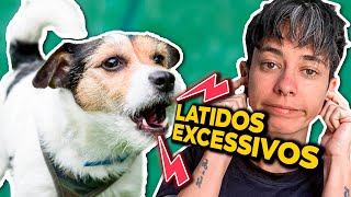 Como adestrar um cachorro para parar de Latir  Live dos Latideiros 005 [upl. by Mcnair367]