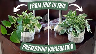 Maintaining Houseplant Variegation  Simple Methods for Preserving Unstable Houseplant Variegation [upl. by Justino330]