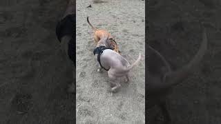 Thai Ridgeback dog is playing with her like crazy🐕 [upl. by Wallford]