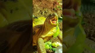 Trunky the Horsefield Tortoise eating his greens veronikakoleva2372 shorts short pets eating [upl. by Batty853]