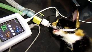 Mainstream Capnography on 600g kitten with low dead space adapter [upl. by Renba]