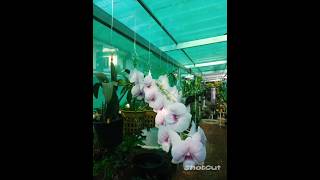 orchid flower plants orchid orchidflower [upl. by Godfry]