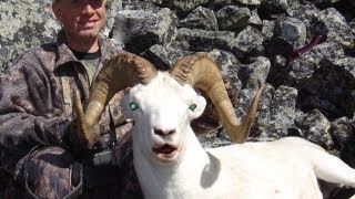 Dall Sheep Bow Hunt follow up McKenzie Mountains NWT [upl. by Atarman]