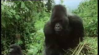 Remembering the first encounter with a silverback gorilla   Attenborough  BBC wildlife [upl. by Hoang674]