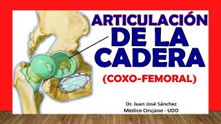 🥇 ARTICULACIÓN DE LA CADERA Coxofemoral Fácil Rápida y Sencilla [upl. by Israeli221]