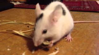 Mouse eating sunflower seed [upl. by Akinot]