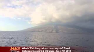 Whale watching video off Maui  Nov 12 2014 [upl. by Sukramal]