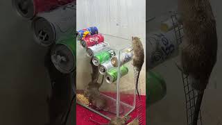 Best home mouse trapbest rat trap at home rat rattrap mousetrap [upl. by Elokin]