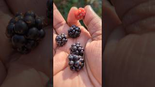 Wild Blackberry Picking Adventurequot Wild Adventure Outdoor Nature Travel azerbaijan [upl. by Herrah404]