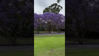 🪻 Fry’s Reserve Kogarah jacaranda kogarah sydney australia [upl. by Anital]