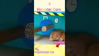 Ingenious Hamster Escape from the Ultimate Maze 🐹 Hamster Maze2 hamsters hamsterescapepets [upl. by Ardnassac]