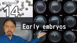 Goldfish EvoDevo Episode 14 Earlyembryonic developmental process [upl. by Avie]