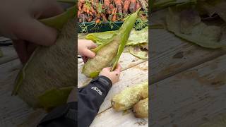 GROW YOUR OWN LUFFALOOFAH SPONGES luffa gardening gardeningtips gardener [upl. by Eph]