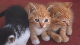 Cute Kittens Meowing Sounds  Kittens Crying Sound Effect  Kitten Noises  No Music [upl. by Gelman812]