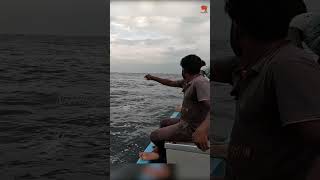 Catching Horse Mackerel Fish in the Sea fishing fishingtime fishingvideo [upl. by Marashio929]