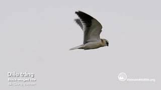 Diều trắng hiu săn mồi  Blackwinged kite hovering [upl. by Akinoj]