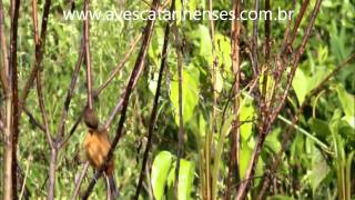 Curió Sporophila angolensis Chestnutbellied SeedFinch  MVI 8496 [upl. by Yerot]