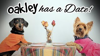 Ep9 OAKLEY HAS A DATE  Cute amp Funny Dachshund Dogs Dating [upl. by Bohlin610]