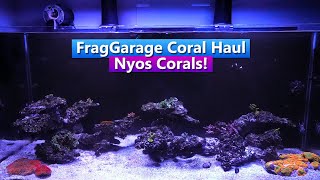 Nyos Reef Tank update  Frag Garage Coral Haul [upl. by Hares]