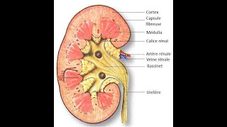 Le rein et le nephron [upl. by Tabbatha936]