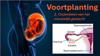 Voortplanting 2 Vrouwelijk geslacht [upl. by Falda]