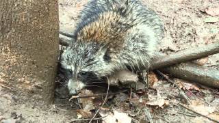 Trapping TV Episode 4 Early Season Coon TrappingPart 1 [upl. by Gio]