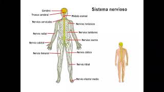 PROFE CESAR HISTOLOGIA SISTEMA NERVIOSO [upl. by Sandon]