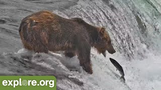 Amazing Salmon Catches  Best of Bear Cam [upl. by Elletsirk535]