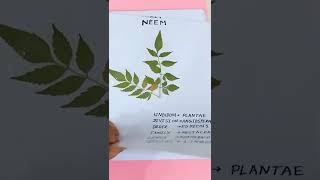 Herbarium file of different leaves 🌿🌿for class 6th 8th 9th10th11th and 12th shorts viral [upl. by Redienhcs]