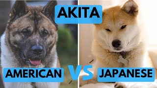 American Akita vs Japanese Akita  Dog Breed Comparison [upl. by Donoho]